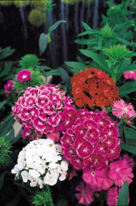 Picture of Sweet William - Crown Blended Mixture